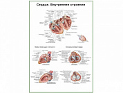 Сердце, внутреннее строение, плакат глянцевый А1/А2 (глянцевый A2)