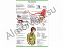 Менопауза плакат глянцевый/ламинированный А1/А2 (глянцевый A2)