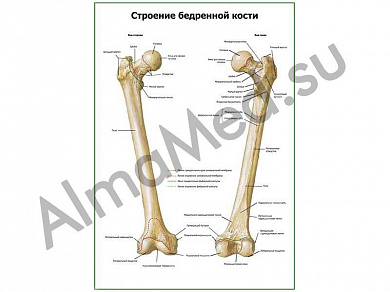 Строение бедренной кости плакат глянцевый А1/А2 (глянцевый A1)