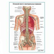 Спинной мозг и передние ветви плакат глянцевый А1+/А2+ (матовый холст от 200 г/кв.м, размер A1+)