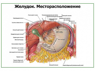 Желудок плакат глянцевый  А1/А2 (глянцевый A1)