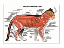 Мышцы кошки.Средний слой плакат ламинированный А1/А2 (ламинированный A2)
