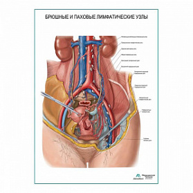 Брюшные и паховые лимфатические узлы плакат глянцевый А1+/А2+ (глянцевая фотобумага от 200 г/кв.м, размер A2+)