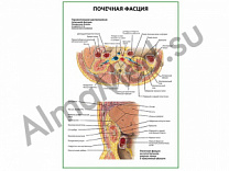 Почечная фасция плакат глянцевый/ламинированный А1/А2 (глянцевый	A2)