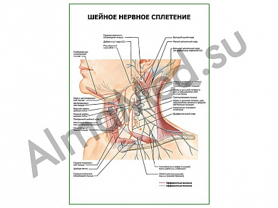 Шейное нервное сплетение плакат ламинированный А1/А2 (ламинированный	A2)