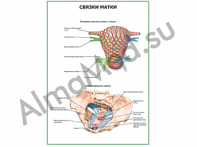 Связки матки. Схема плакат ламинированный А1/А2 (ламинированный	A2)