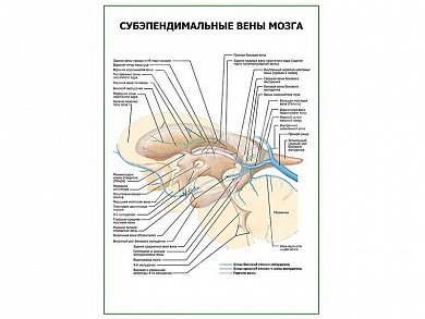 Субэпендимальные вены мозга плакат глянцевый А1/А2 (глянцевый A1)