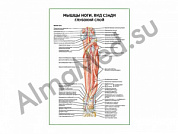 Мышцы ноги. Вид сзади глубокий слой плакат глянцевый/ламинированный А1/А2 (глянцевый	A2)