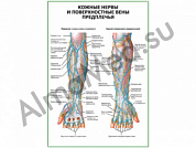 Кожные нервы и поверхностные вены предплечья плакат глянцевый/ламинированный А1/А2 (глянцевый	A2)