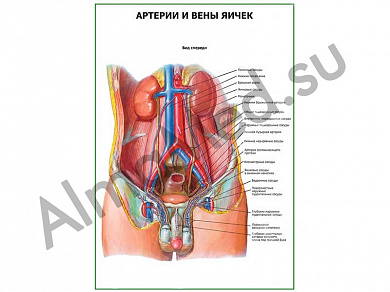 Артерии и вены яичек плакат глянцевый/ламинированный А1/А2 (глянцевый	A2)