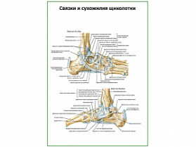 Связки и сухожилия щиколотки плакат глянцевый А1/А2 (глянцевый A2) Связки и сухожилия щиколотки плакат глянцевый А1/А2 (глянцевый A2)