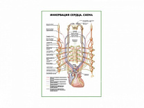 Иннервация сердца. Схема плакат глянцевый А1/А2 (глянцевый A2)