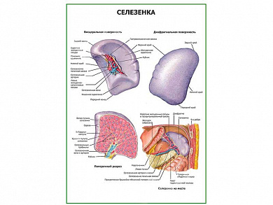 Селезенка плакат глянцевый  А1/А2 (глянцевый A2)