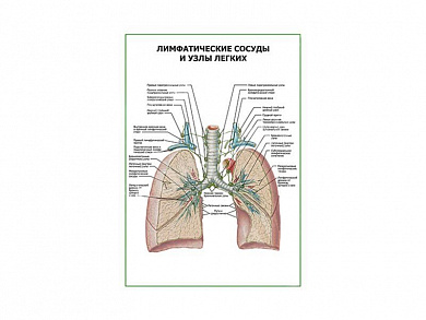 Лимфатические сосуды и узлы легких плакат глянцевый А1/А2 (глянцевый A1)