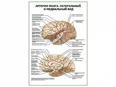 Артерии мозга. Латеральный и медиальный вид плакат глянцевый А1/А2 (глянцевый A2)
