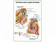 Артерии и вены надпочечников плакат глянцевый А1/А2 (глянцевый A2)