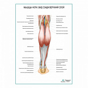 Мышцы ноги. Вид сзади верхний слой плакат глянцевый А1+/А2+ (матовый холст от 200 г/кв.м, размер A1+)