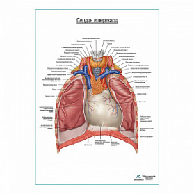 Сердце и перикард плакат глянцевый А1+/А2+ (матовый холст от 200 г/кв.м, размер A1+)