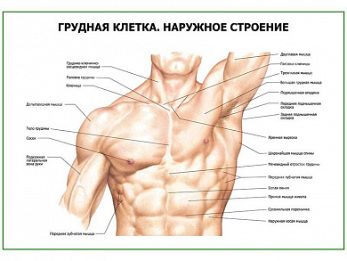 Грудная клетка. Наружное строение плакат глянцевый А1/А2 (глянцевый A2)