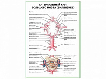 Артериальный круг большого мозга (Виллизиев) плакат глянцевый А1+/А2+ (глянцевая фотобумага от 200 г/кв.м, размер A2+)