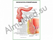 Мускулатура прямой кишки плакат глянцевый/ламинированный А1/А2 (глянцевый	A2)