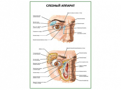 Слезный аппарат плакат глянцевый А1/А2 (глянцевый A1)