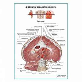 Диафрагма. Абдоминальная поверхность плакат глянцевый А1+/А2+ (глянцевая фотобумага от 200 г/кв.м, размер A1+)