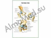 Суставы таза плакат глянцевый/ламинированный А1/А2 (глянцевый	A2)