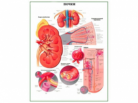 Строение почки, плакат глянцевый А1/А2 (глянцевый A1)