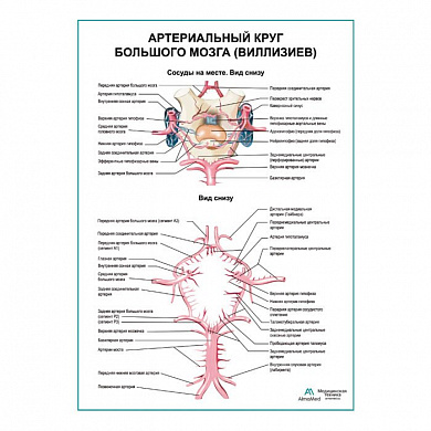Артериальный круг большого мозга (Виллизиев) плакат глянцевый А1+/А2+ (матовый холст от 200 г/кв.м, размер A1+)