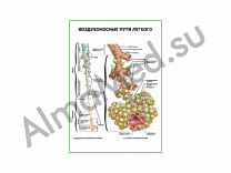 Воздухоносные пути легкого плакат глянцевый/ламинированный А1/А2 (глянцевый	A2)