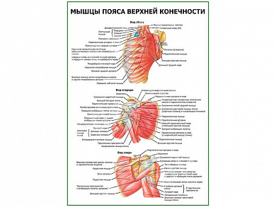 Мышцы пояса верхней конечности плакат глянцевый А1/А2 (глянцевый A1)