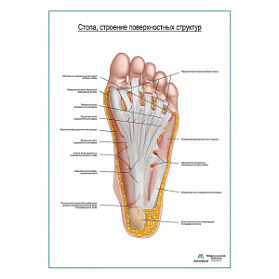 Стопа, строение поверхностного слоя плакат глянцевый А1+/А2+ (матовый холст от 200 г/кв.м, размер A1+)