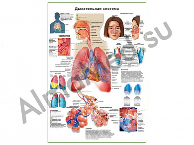 Дыхательная система человека, плакат ламинированный А1/А2 (ламинированный	A2)