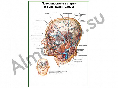 Поверхностные сосуды кожи головы плакат ламинированный А1/А2 (ламинированный	A2)