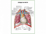 Сердце на месте плакат глянцевый А1/А2 (глянцевый A1)