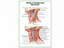 Нервы и сосуды шеи. Вид сбоку плакат глянцевый А1/А2 (глянцевый A1)
