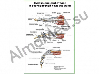 Сухожилия сгибателей и разгибателей пальцев руки плакат ламинированный А1/А2 (ламинированный	A2)