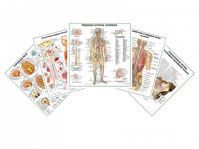 Комплект плакатов для кабинета невролога глянцевый А1/А2 (глянцевый A2)