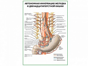 Автономная иннервация желудка и двенадцатиперстной кишки плакат глянцевый  А1/А2 (глянцевый A2)