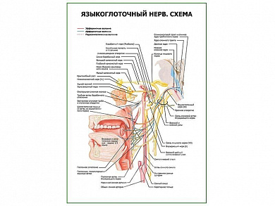 Языкоглоточный нерв. Схема плакат глянцевый А1/А2 (глянцевый A2)