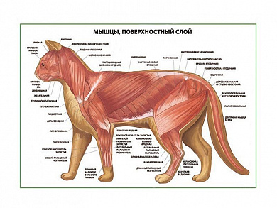 Мышцы кошки, поверхностный слой плакат глянцевый А1/А2 (глянцевый A2)