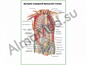 Артерии передней брюшной стенки плакат глянцевый/ламинированный А1/А2 (глянцевый	A2)