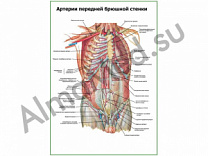 Артерии передней брюшной стенки плакат глянцевый/ламинированный А1/А2 (глянцевый	A2)