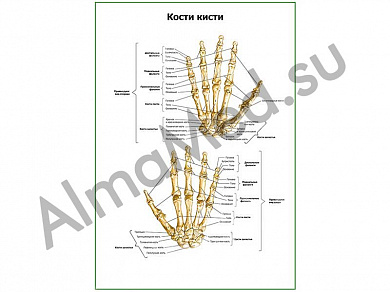 Кости кисти плакат ламинированный А1/А2 (ламинированный	A2)