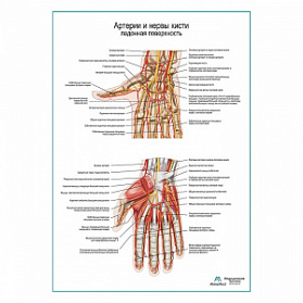 Артерии и нервы кисти, ладонная поверхность плакат глянцевый А1+/А2+ (матовый холст от 200 г/кв.м, размер A1+)