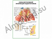 Схема вегетативной иннервации надпочечников плакат ламинированный А1/А2 (ламинированный	A2)