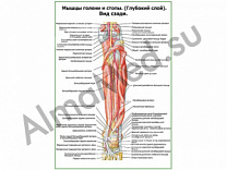 Мышцы голени и стопы глубокий слой, вид сзади плакат ламинированный А1/А2 (ламинированный	A2)