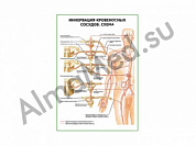 Иннервация кровеносных сосудов. Схема плакат глянцевый/ламинированный А1/А2 (глянцевый	A2)