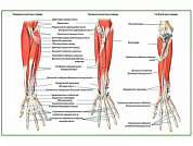 Мышцы предплечья, плакат глянцевый А1/А2 (глянцевый A2)